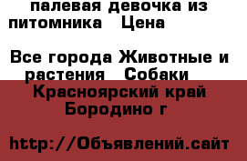 палевая девочка из питомника › Цена ­ 40 000 - Все города Животные и растения » Собаки   . Красноярский край,Бородино г.